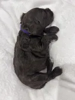 Purple, a female Cockapoo for sale in Blue Mountain, MS – 2 of 5
