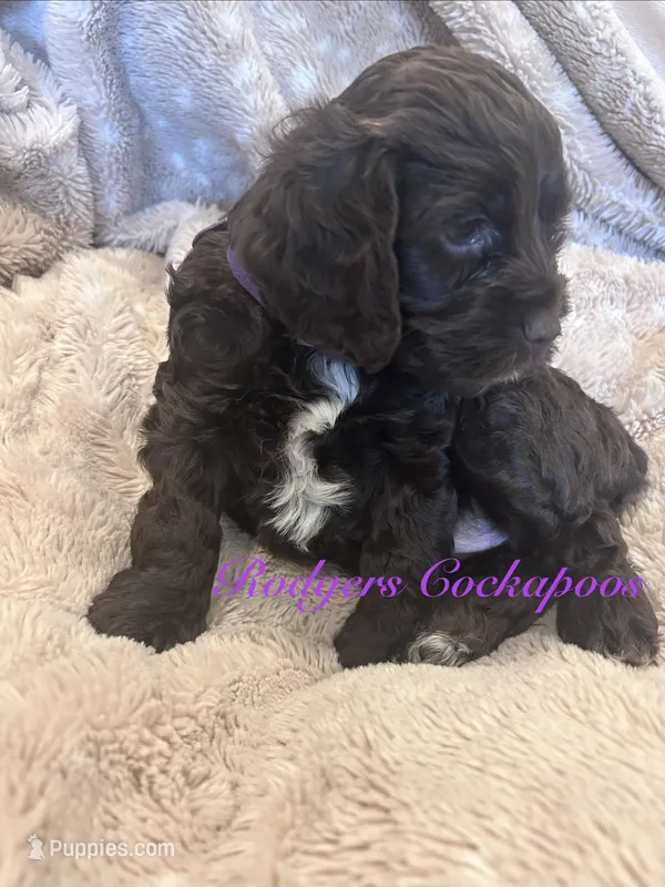 Purple – Cockapoo puppy for sale in Blue Mountain, MS