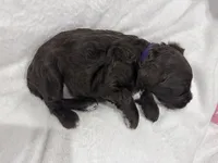 Purple, a female Cockapoo for sale in Blue Mountain, MS – 5 of 5