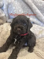 Red, a female Cockapoo for sale in Blue Mountain, MS – 3 of 4