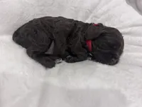 Red girl, a female Cockapoo for sale in Blue Mountain, MS – 2 of 4