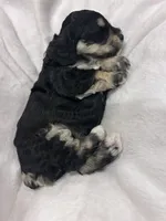 Party, a female Cockapoo for sale in Blue Mountain, MS – 1 of 6