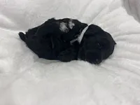 White , a female Cockapoo for sale in Blue Mountain, MS – 4 of 5