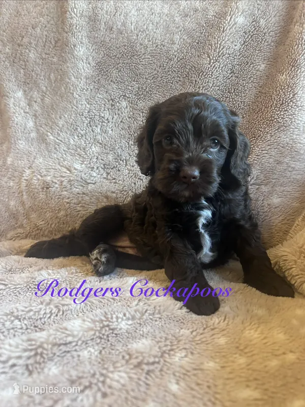 Purple – Cockapoo puppy for sale in Blue Mountain, MS