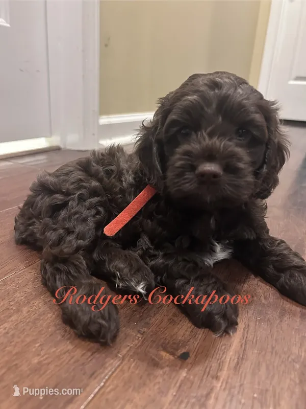Red – Cockapoo puppy for sale in Blue Mountain, MS