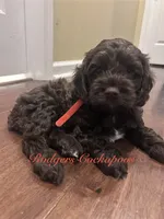Red, a female Cockapoo for sale in Blue Mountain, MS – 1 of 4