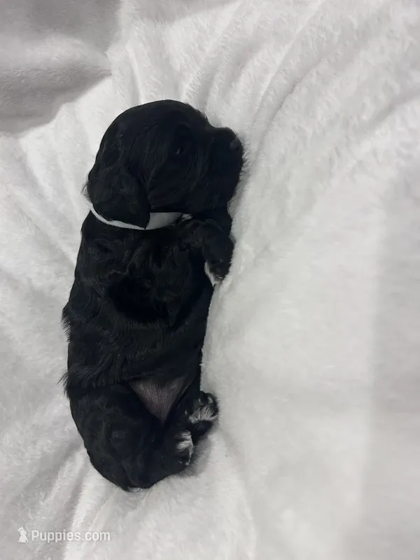 White  – Cockapoo puppy for sale in Blue Mountain, MS
