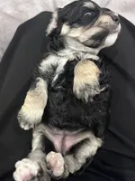 Party, a female Cockapoo for sale in Blue Mountain, MS – 5 of 6