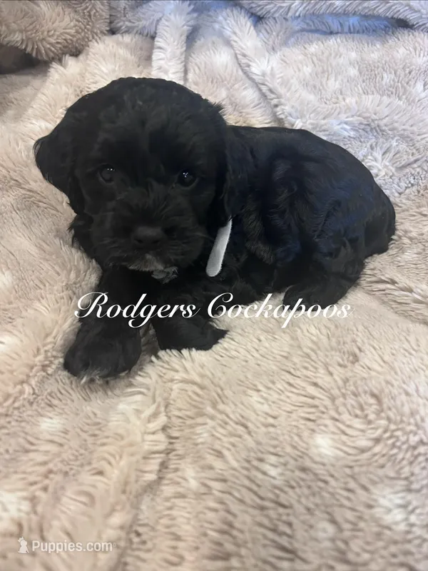 White  – Cockapoo puppy for sale in Blue Mountain, MS