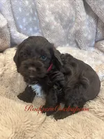 Red, a female Cockapoo for sale in Blue Mountain, MS – 4 of 4