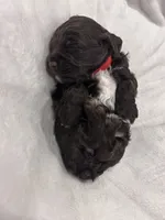 Red girl, a female Cockapoo for sale in Blue Mountain, MS – 3 of 4