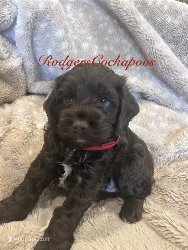 Red girl – Cockapoo puppy for sale in Blue Mountain, MS
