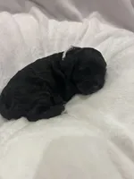 White , a female Cockapoo for sale in Blue Mountain, MS – 3 of 5
