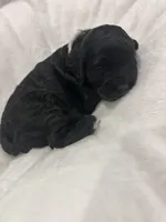 White , a female Cockapoo for sale in Blue Mountain, MS – 5 of 5