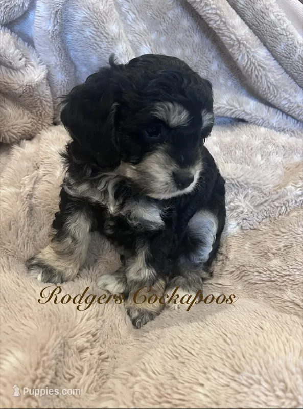 Party – Cockapoo puppy for sale in Blue Mountain, MS