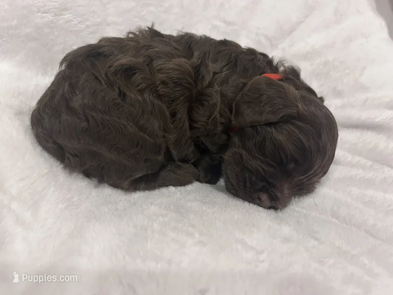 Red girl – Cockapoo puppy for sale in Blue Mountain, MS