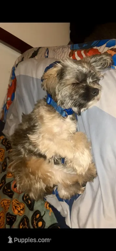 Bear – Maltese, Yorkshire Terrier puppy for sale in Sturtevant, WI