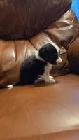 Sam, a male Australian Shepherd for sale in Skiatook, OK – 4 of 9