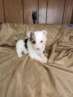 Bonnie, a female Australian Shepherd for sale in Skiatook, OK – 5 of 6