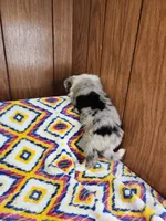 Lilu, a female Australian Shepherd for sale in Skiatook, OK – 4 of 8