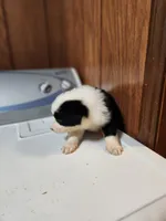 Suzy, a female Australian Shepherd for sale in Skiatook, OK – Photo 8 of 8