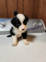 Suzy, a female Australian Shepherd for sale in Skiatook, OK – Photo 1 of 8