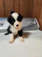 Suzy, a female Australian Shepherd for sale in Skiatook, OK – Photo 4 of 8