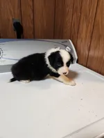 Suzy, a female Australian Shepherd for sale in Skiatook, OK – Photo 7 of 8