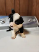 Suzy, a female Australian Shepherd for sale in Skiatook, OK – Photo 2 of 8