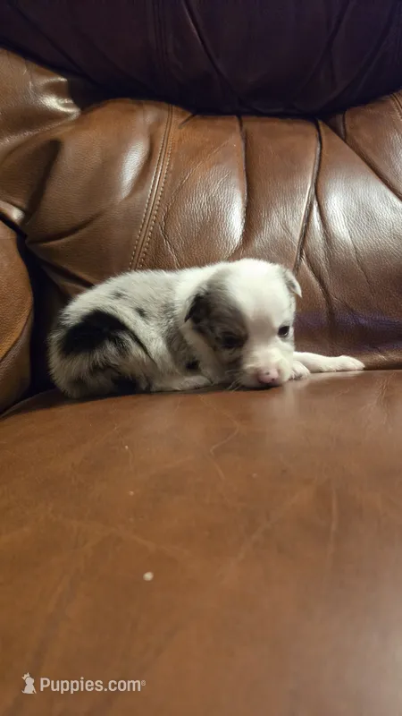 Sarah – Australian Shepherd puppy for sale in Skiatook, OK