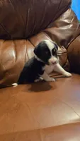 Sam, a male Australian Shepherd for sale in Skiatook, OK – 6 of 9