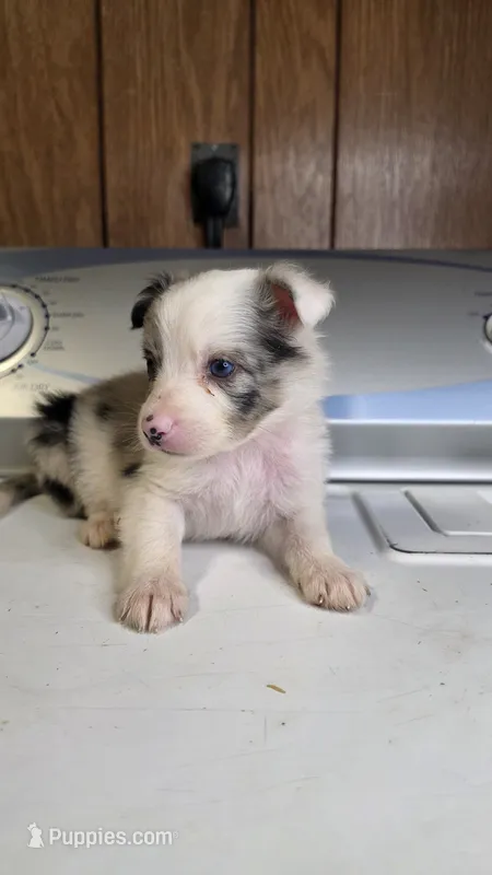 Sarah – Australian Shepherd puppy for sale in Skiatook, OK