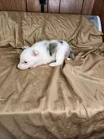 Bonnie, a female Australian Shepherd for sale in Skiatook, OK – 2 of 6
