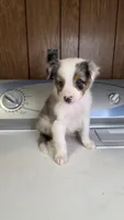 Cowboy, a male Australian Shepherd for sale in Skiatook, OK – 1 of 4