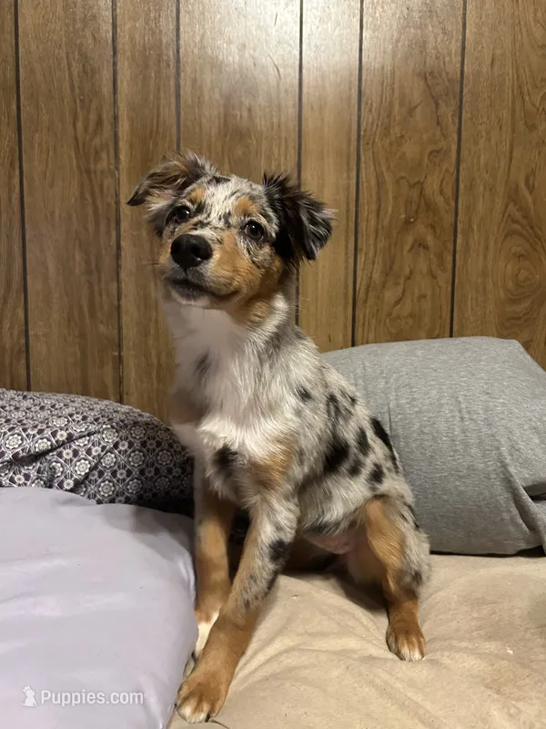Blue female 1 – Australian Shepherd puppy for sale in Skiatook, OK