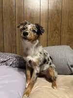 Willow, a female Australian Shepherd for sale in Skiatook, OK – 2 of 7
