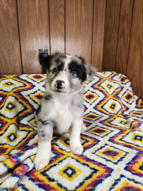 Sam – Australian Shepherd puppy for sale in Skiatook, OK