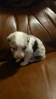Hank, a male Australian Shepherd for sale in Skiatook, OK – 7 of 7