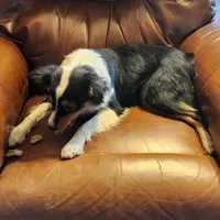 Irene, a female Australian Shepherd for sale in Skiatook, OK – Photo 4 of 6