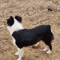 Irene, a female Australian Shepherd for sale in Skiatook, OK – Photo 2 of 6