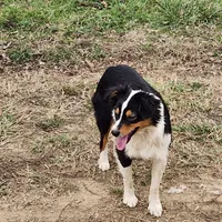 Irene, a female Australian Shepherd for sale in Skiatook, OK – Photo 1 of 6