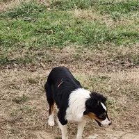 Irene, a female Australian Shepherd for sale in Skiatook, OK – Photo 6 of 6