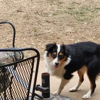 Irene, a female Australian Shepherd for sale in Skiatook, OK – Photo 5 of 6