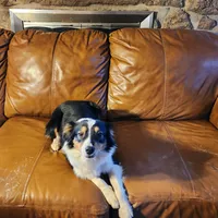 Irene, a female Australian Shepherd for sale in Skiatook, OK – Photo 3 of 6
