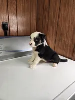 Buddy, a male Australian Shepherd for sale in Skiatook, OK – Photo 3 of 10