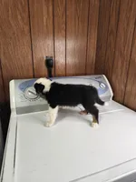 Buddy, a male Australian Shepherd for sale in Skiatook, OK – Photo 4 of 10