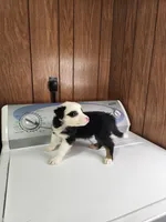 Buddy, a male Australian Shepherd for sale in Skiatook, OK – Photo 8 of 10