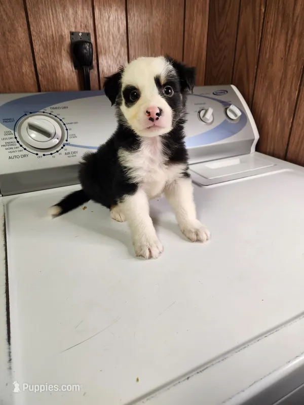 Buddy – Australian Shepherd puppy for sale in Skiatook, OK