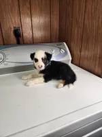 Buddy, a male Australian Shepherd for sale in Skiatook, OK – Photo 7 of 10