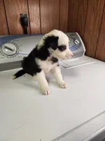 Buddy, a male Australian Shepherd for sale in Skiatook, OK – Photo 5 of 10